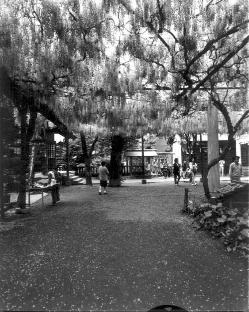 sample photo